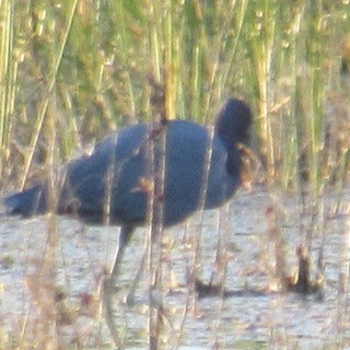 Little Blue Heron - ML645592237
