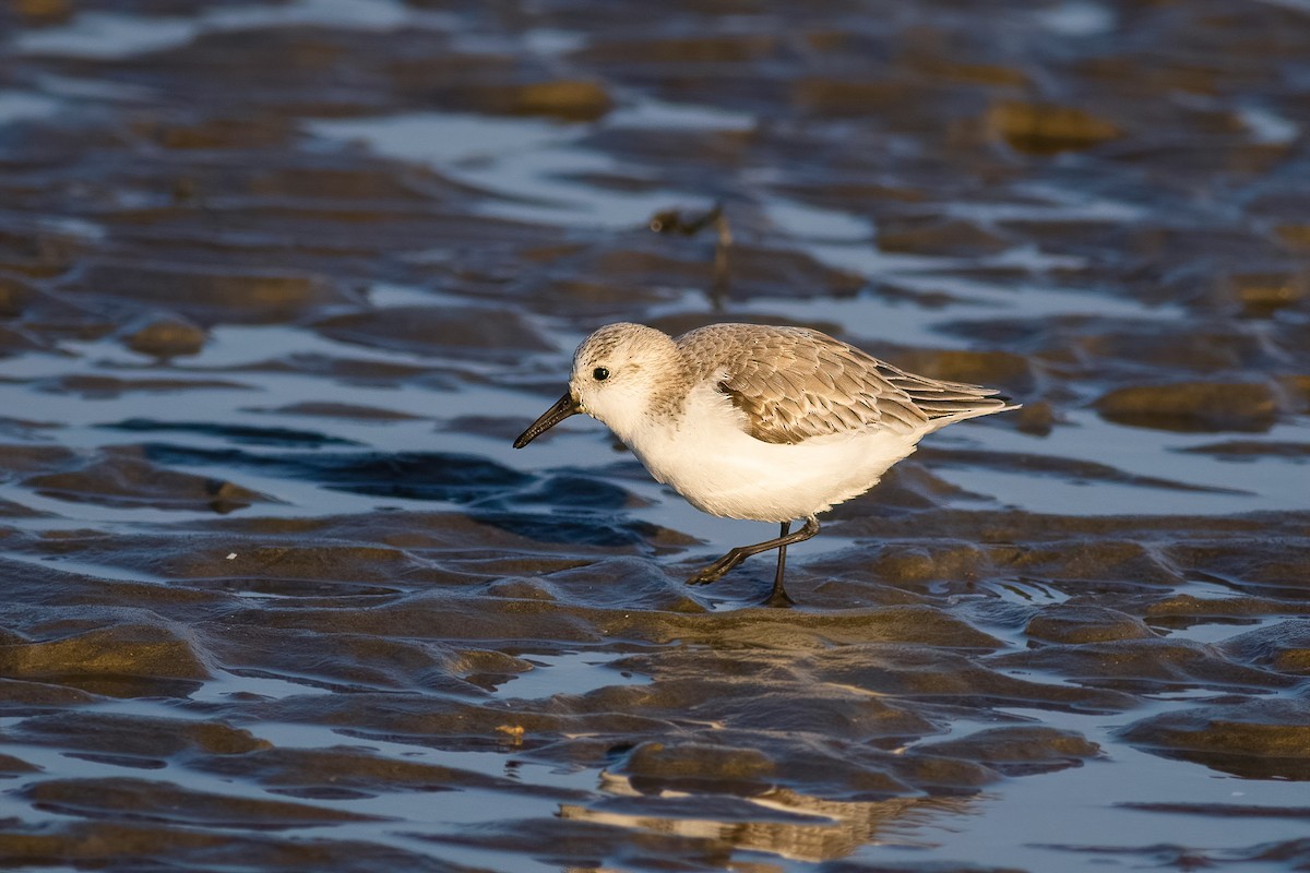 Sanderling - ML645592238