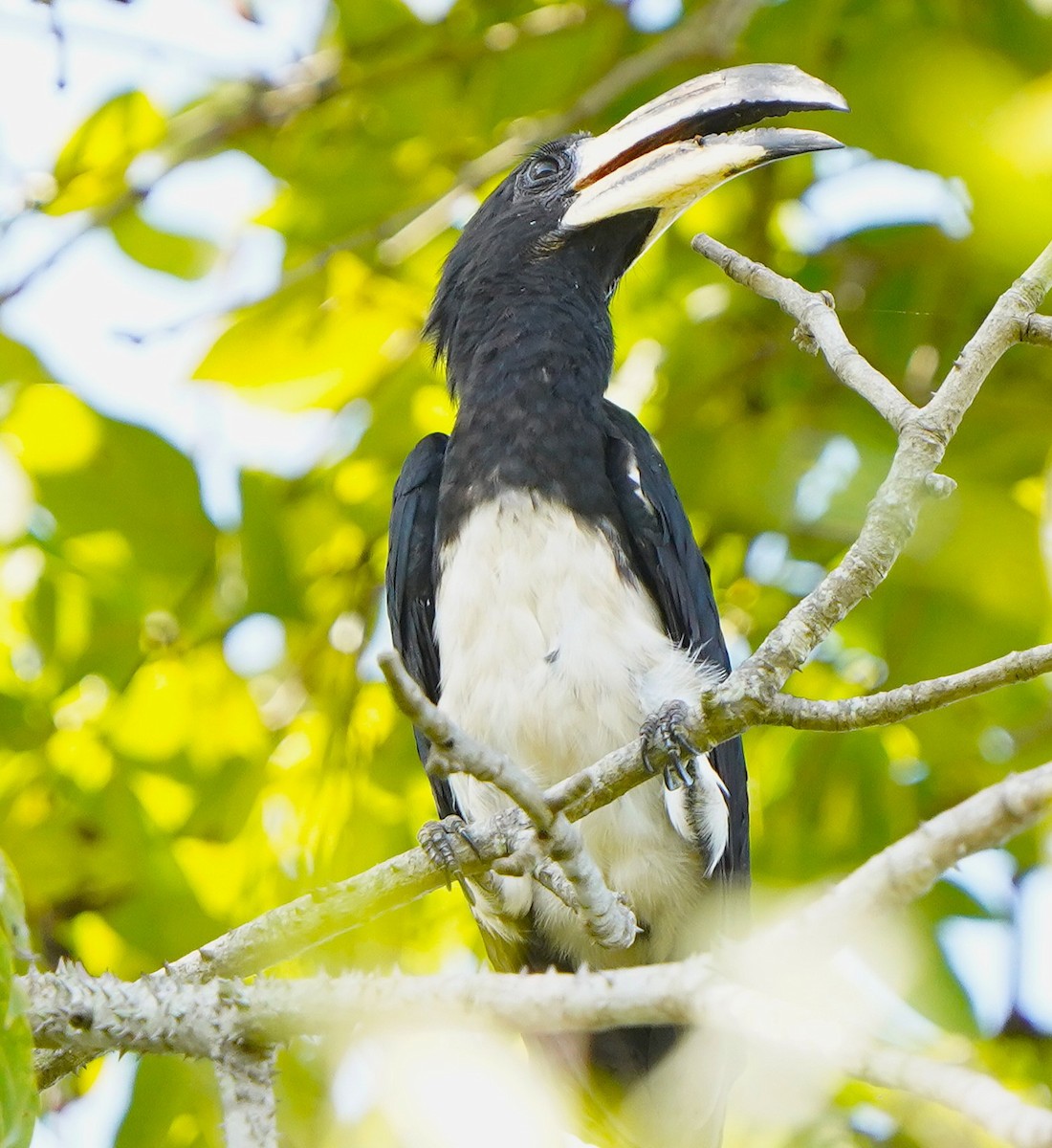 West African Pied Hornbill - ML645592239