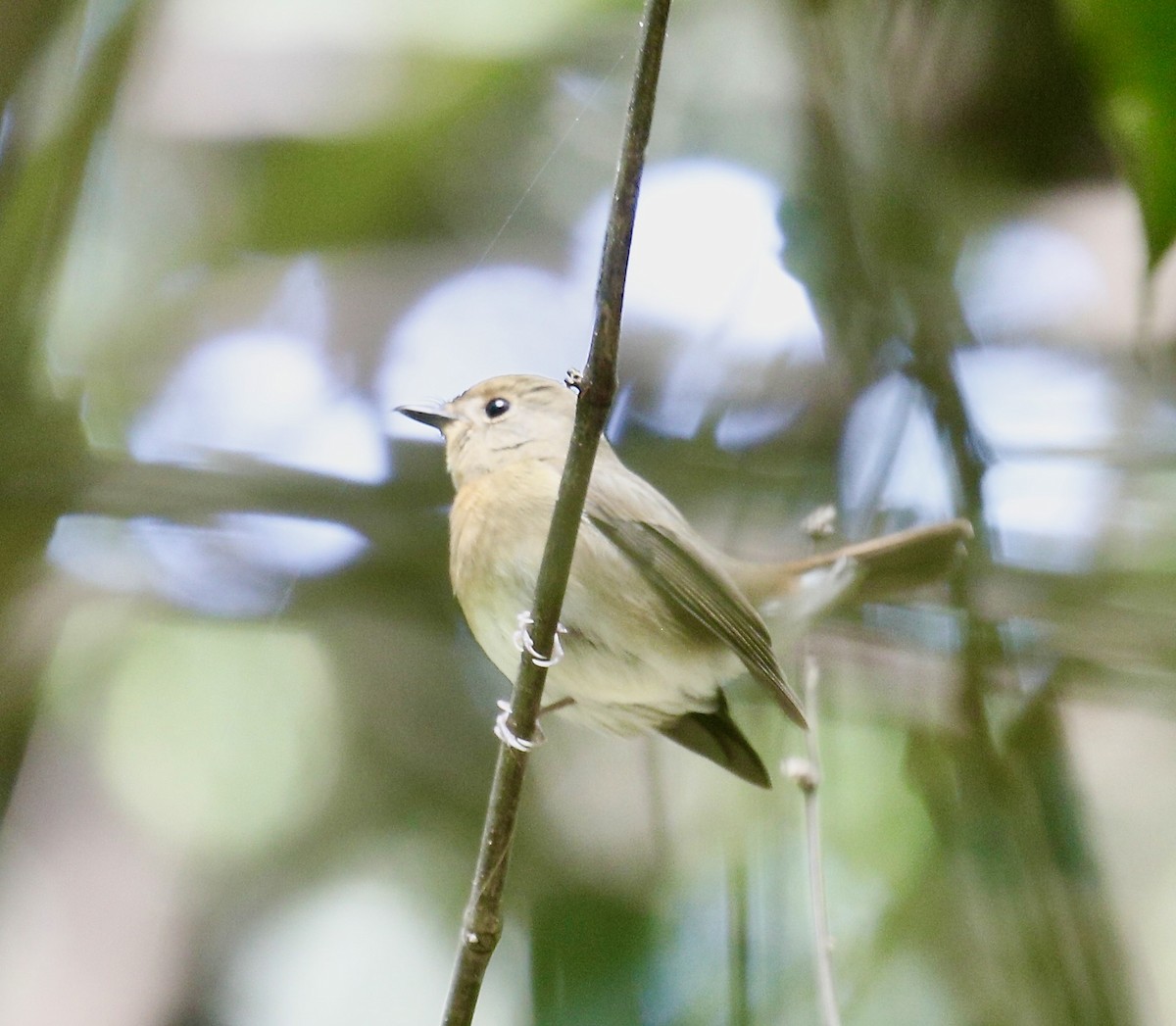 Chinese Blue Flycatcher - ML645592240