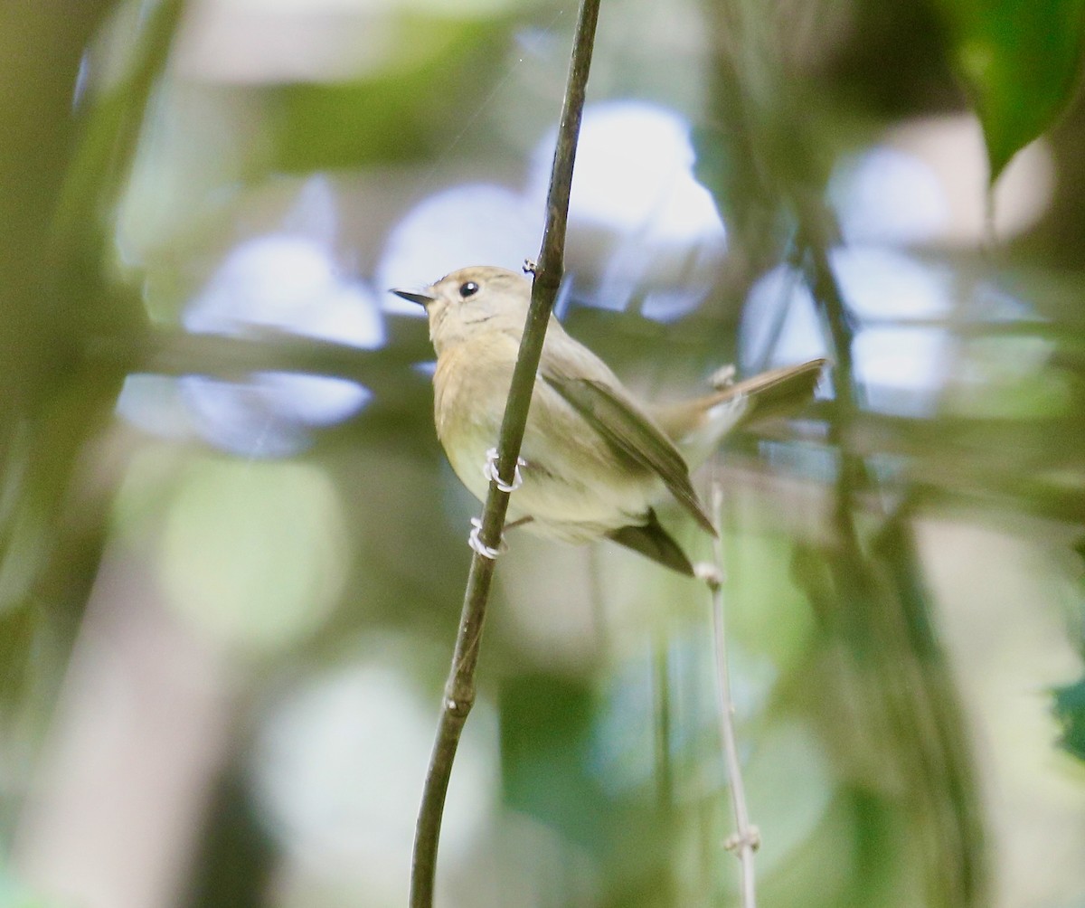 Chinese Blue Flycatcher - ML645592241