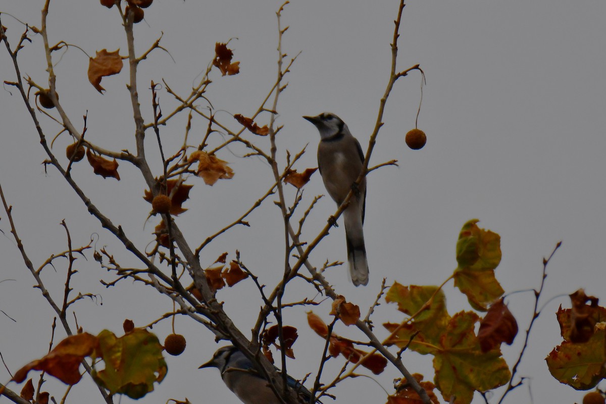 Blue Jay - ML645592242