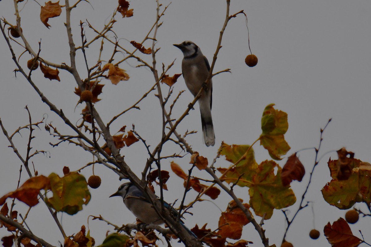 Blue Jay - ML645592243