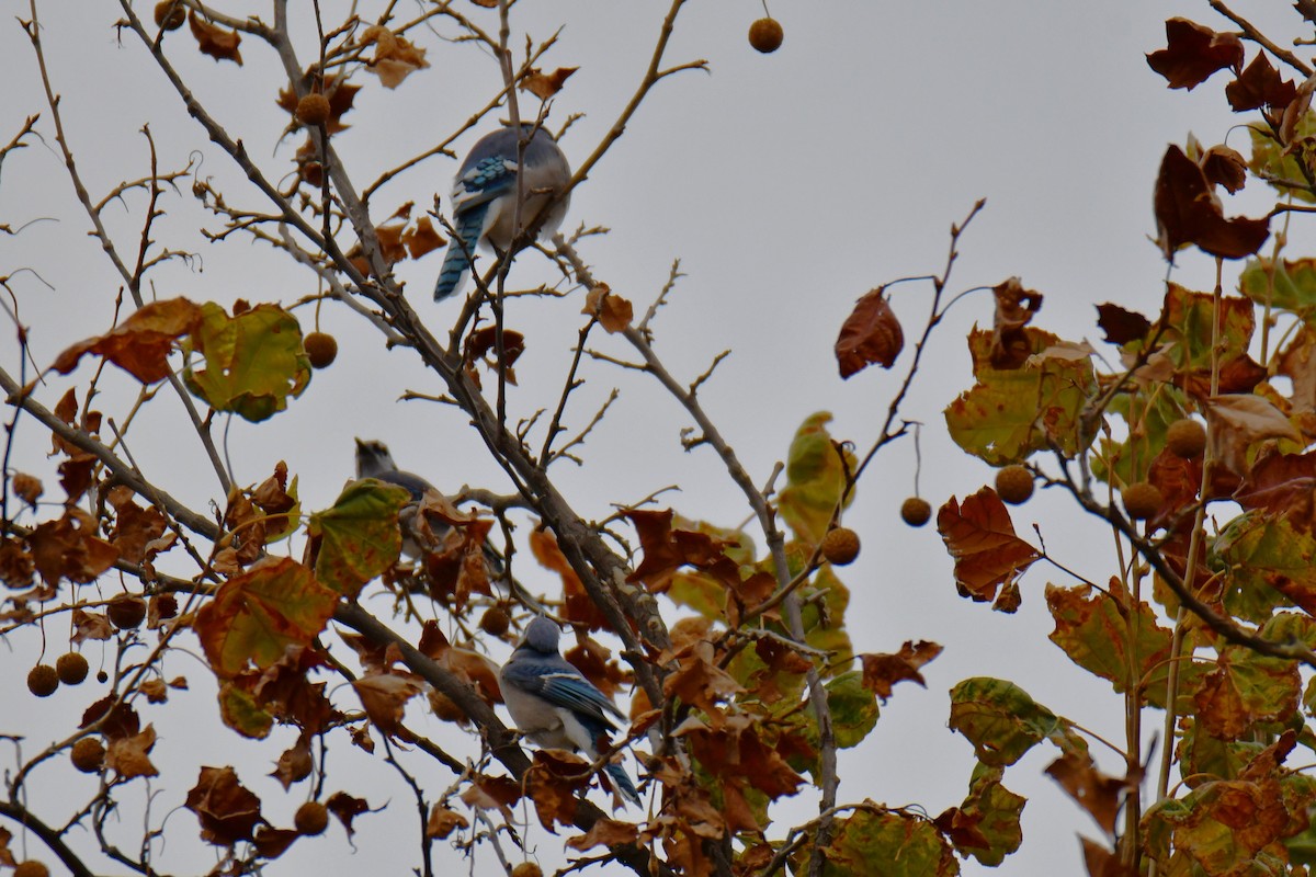 Blue Jay - ML645592244