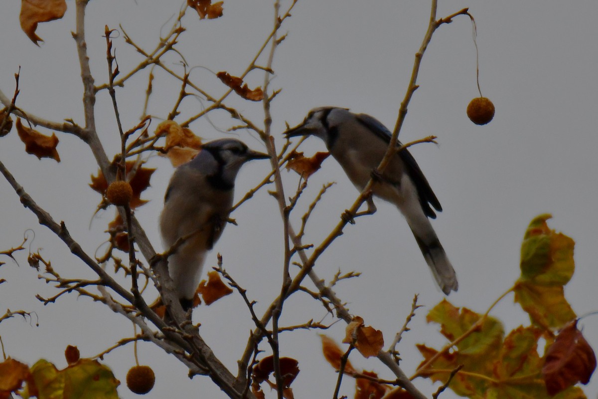 Blue Jay - ML645592245