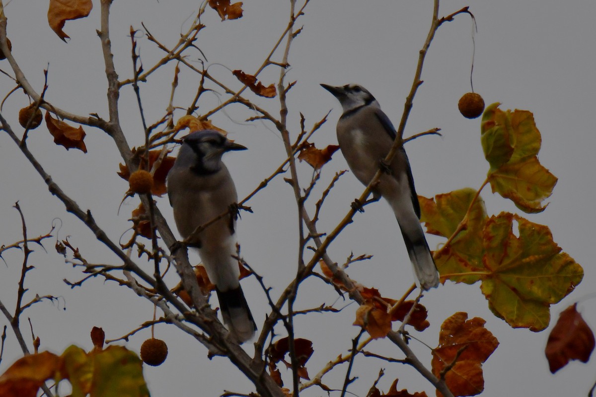 Blue Jay - ML645592246