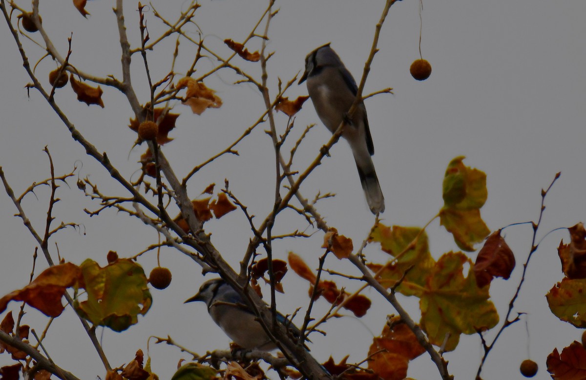 Blue Jay - ML645592247