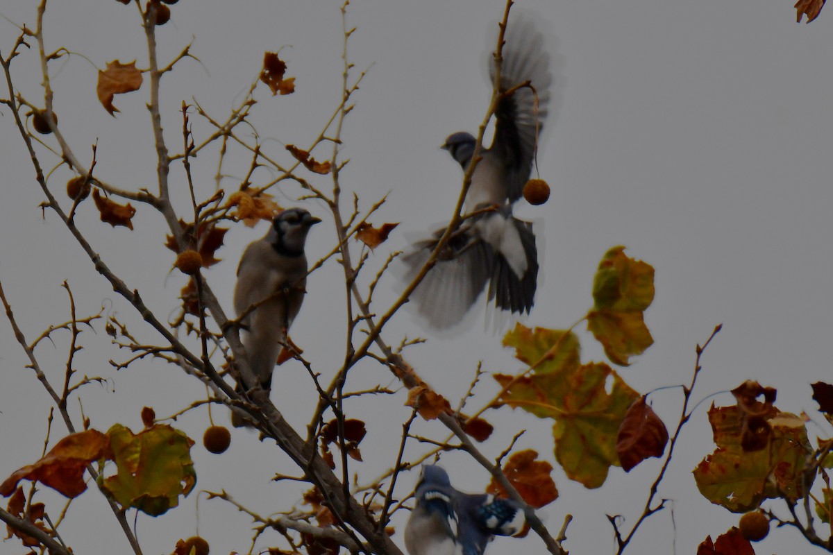 Blue Jay - ML645592248