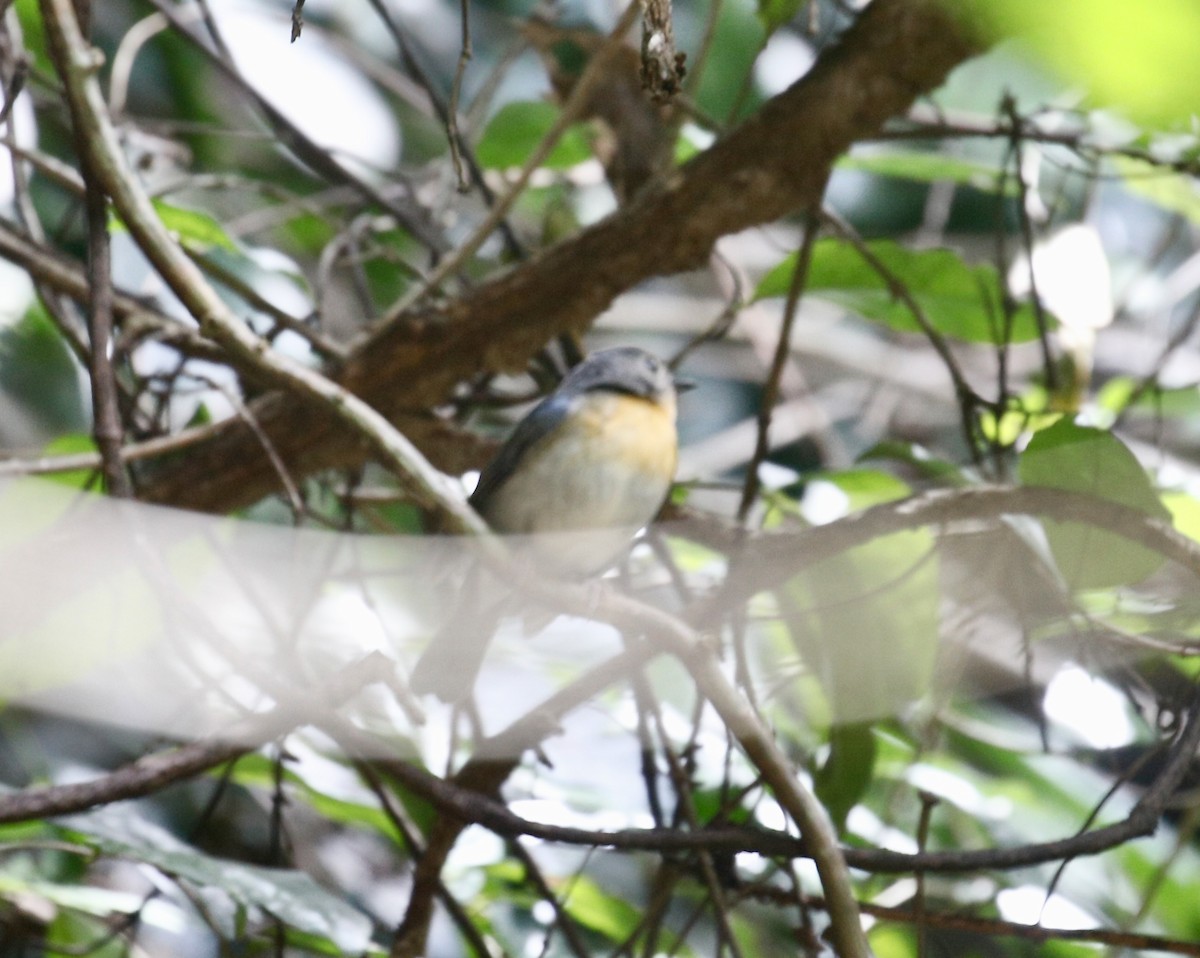 Indochinese Blue Flycatcher - ML645592251
