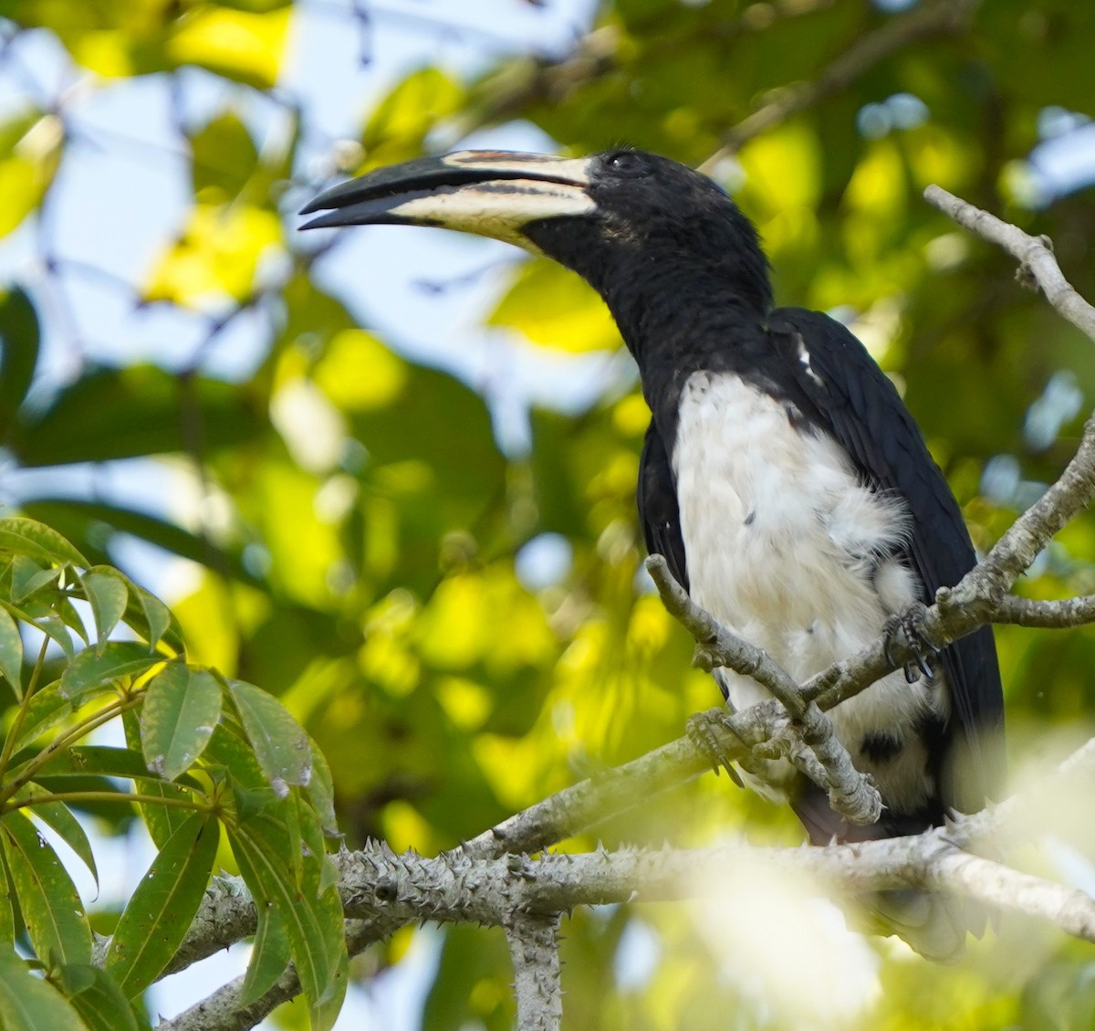 West African Pied Hornbill - ML645592252