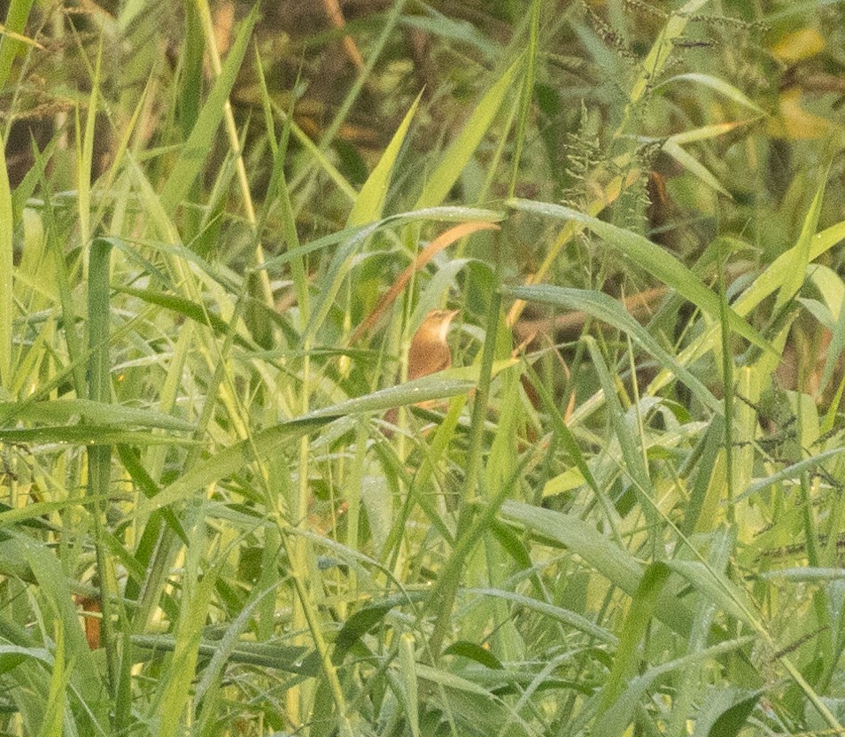 Paddyfield Warbler - ML645592253