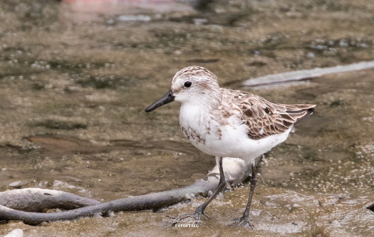 Semipalmated Sandpiper - ML645592254