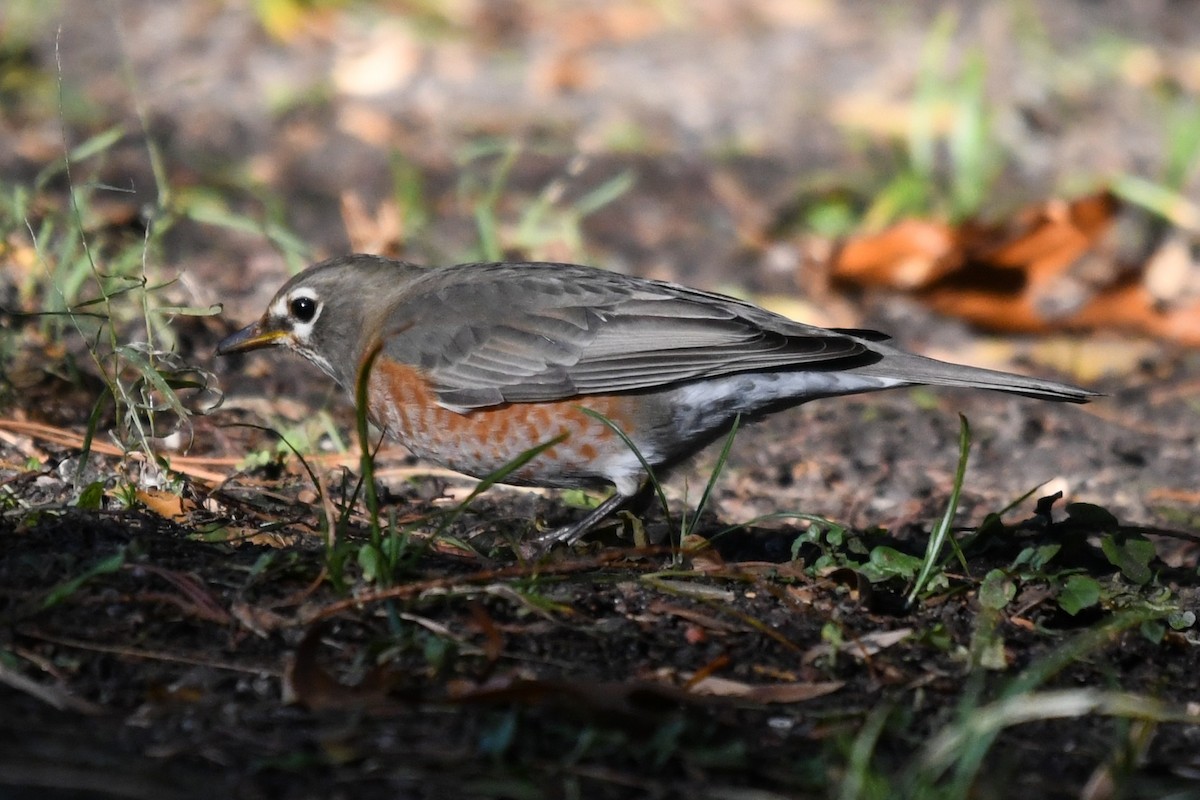 Странствующий дрозд - ML645592256