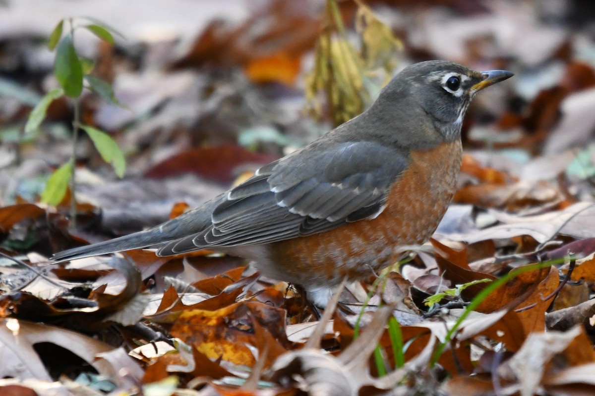 Странствующий дрозд - ML645592257