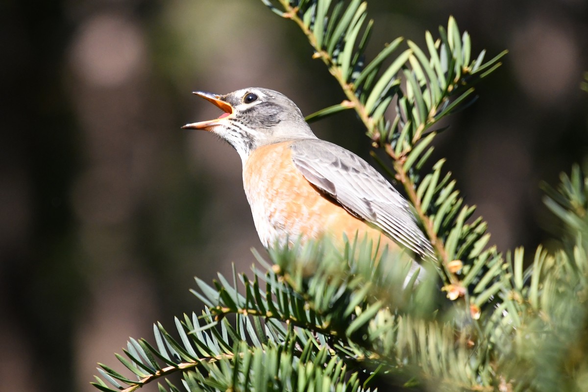 Странствующий дрозд - ML645592258