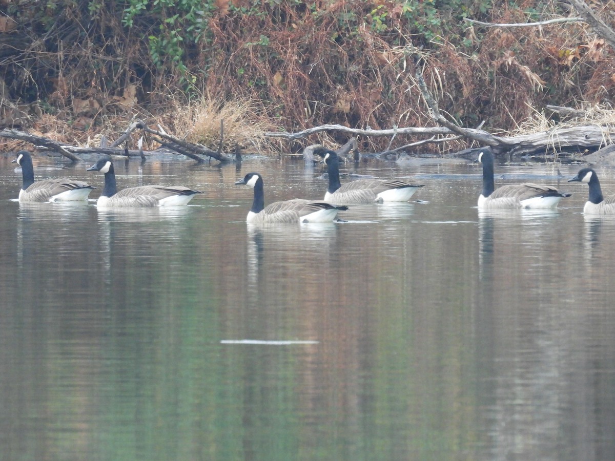 Branta kanadar handia - ML645592259