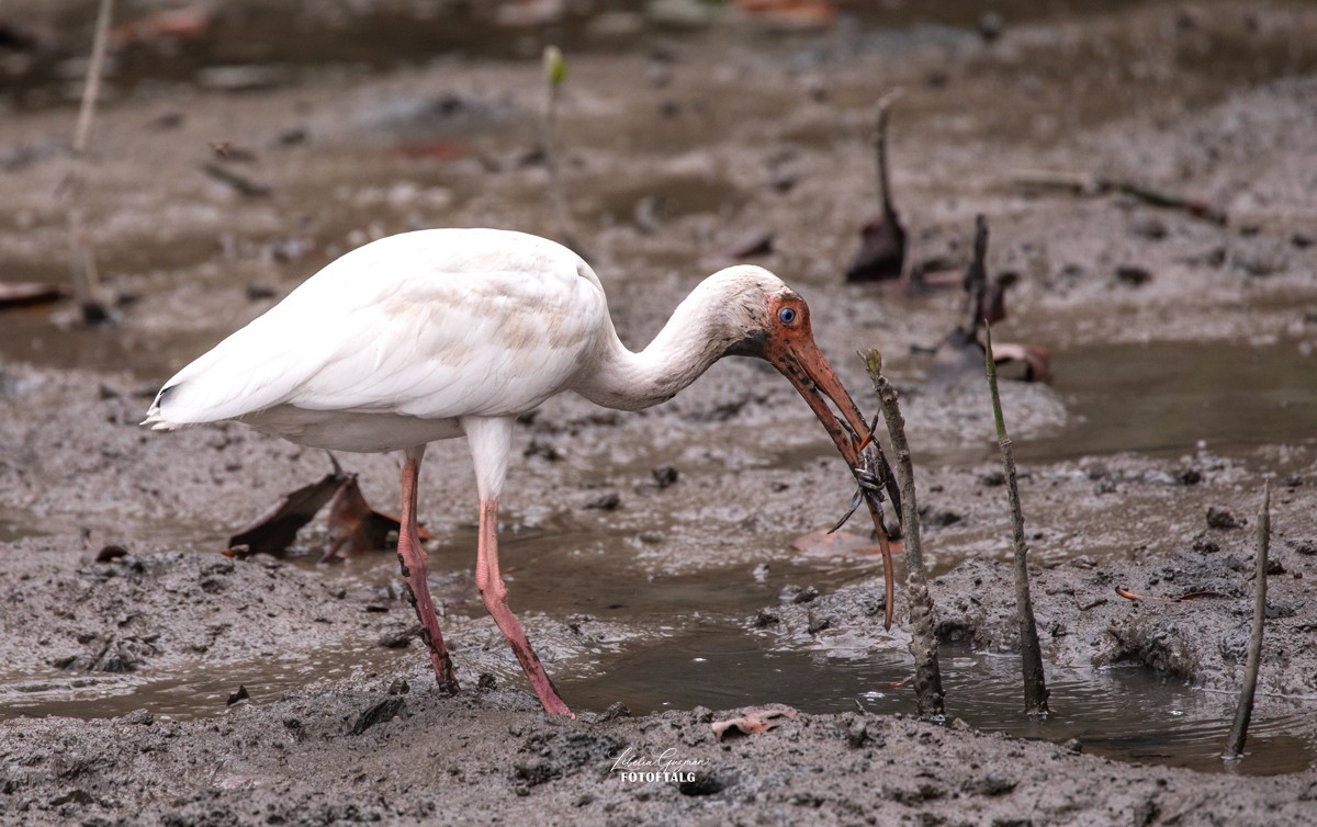 Белый ибис - ML645592262