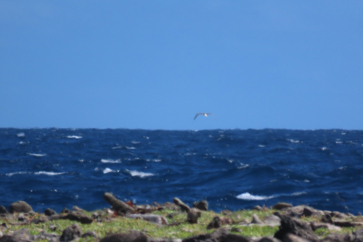 Rotfußtölpel - ML645592271