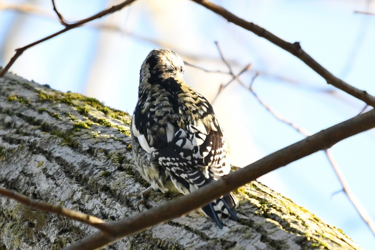 Gelbbauch-Saftlecker - ML645592274