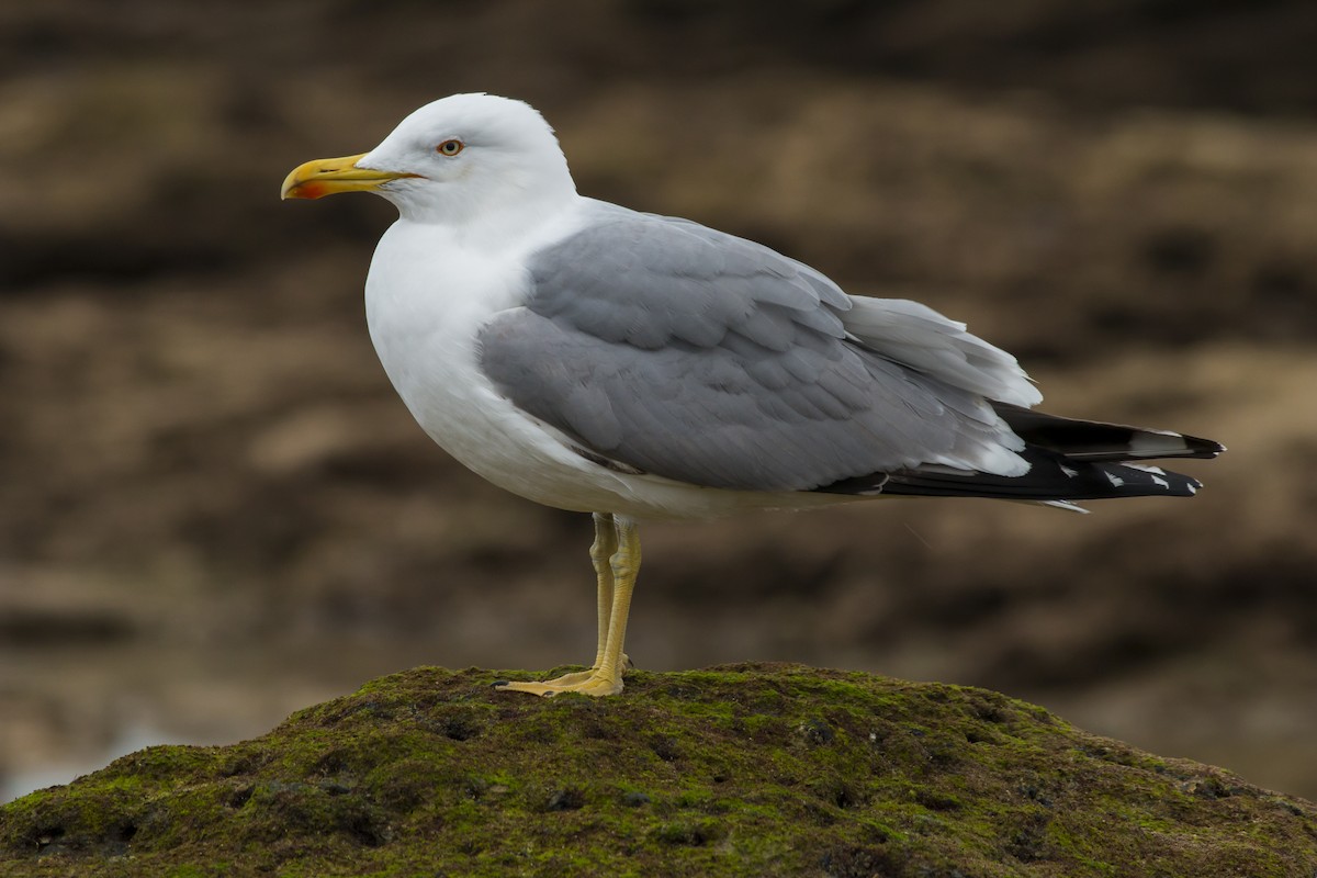 Yellow-legged Gull - ML645592278