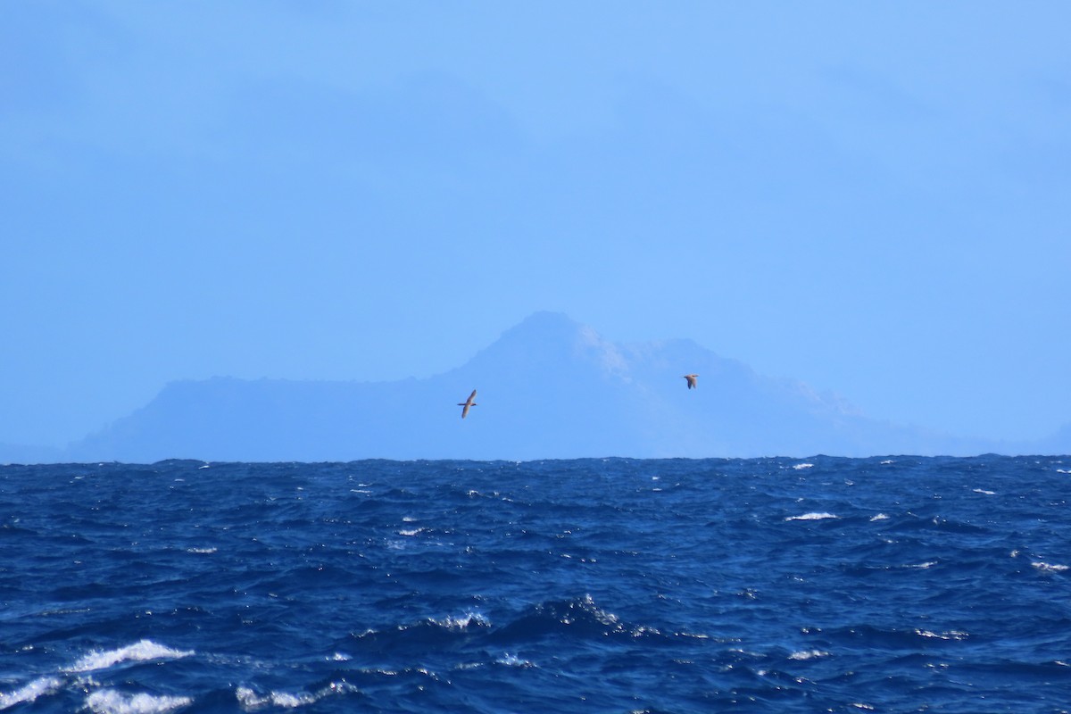 Brown Booby - ML645592307