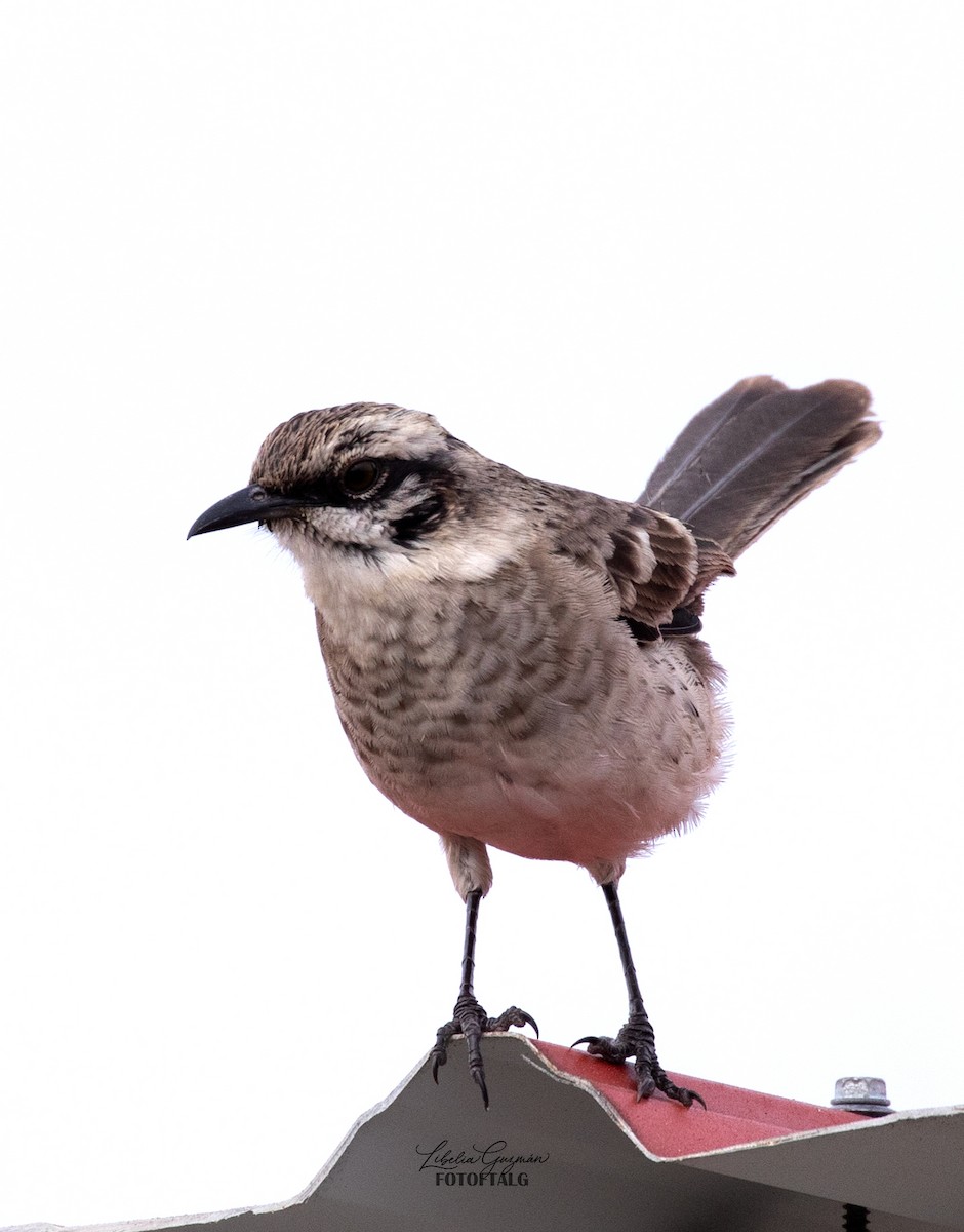 Long-tailed Mockingbird - ML645592327