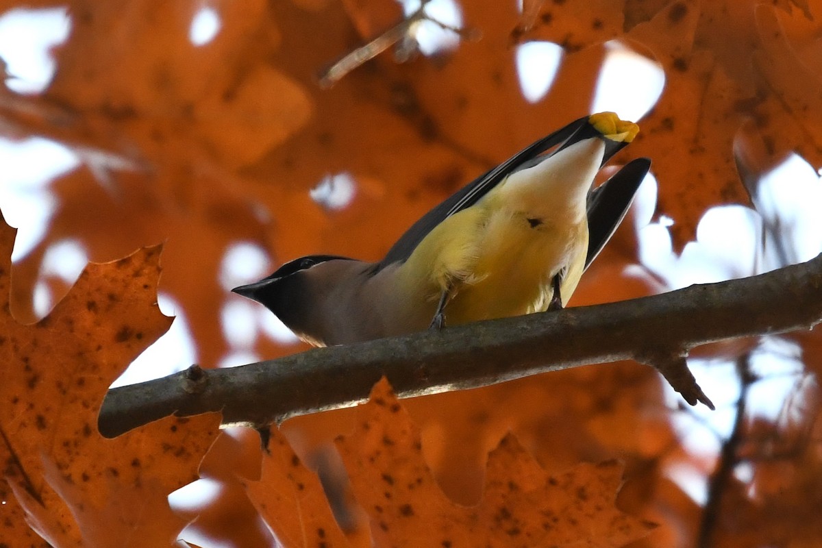 Cedar Waxwing - ML645592329