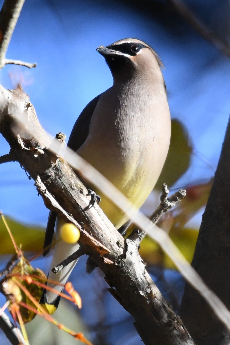 Cedar Waxwing - ML645592330