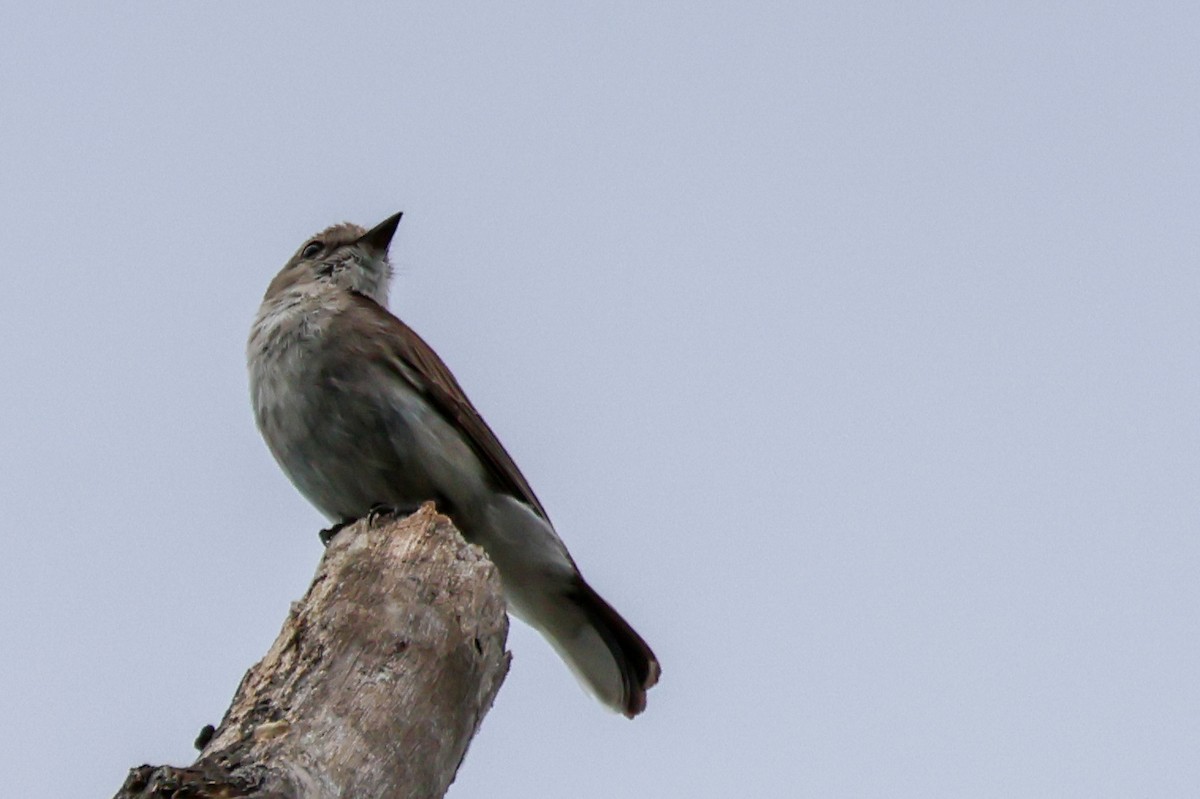 Miro enchanteur - ML645592331