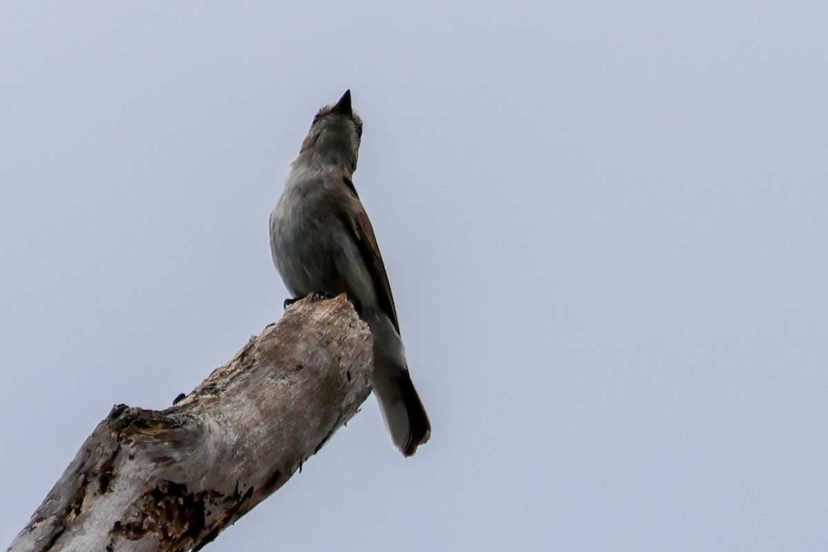 Miro enchanteur - ML645592333