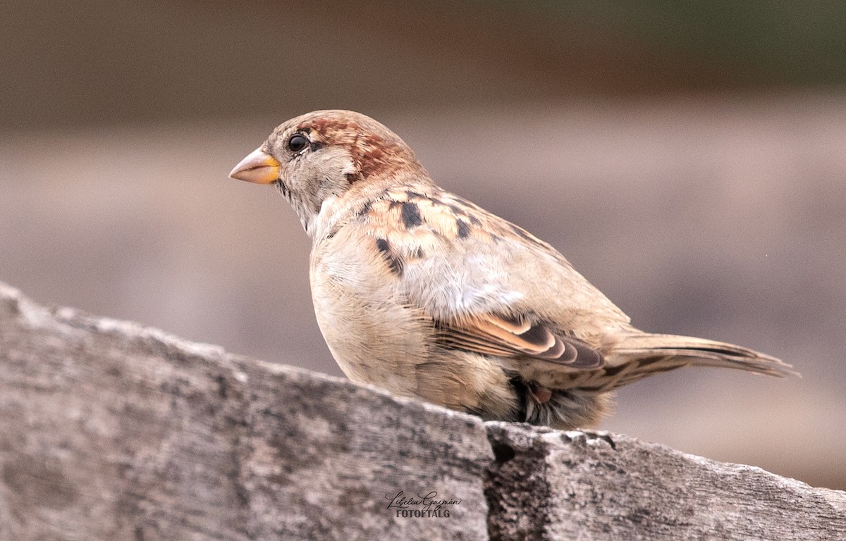 House Sparrow - ML645592335