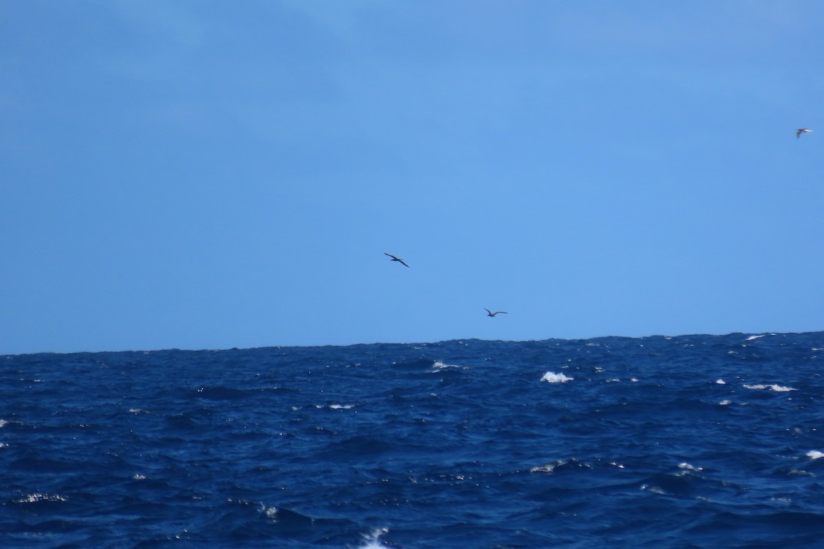 Brown Booby - ML645592336