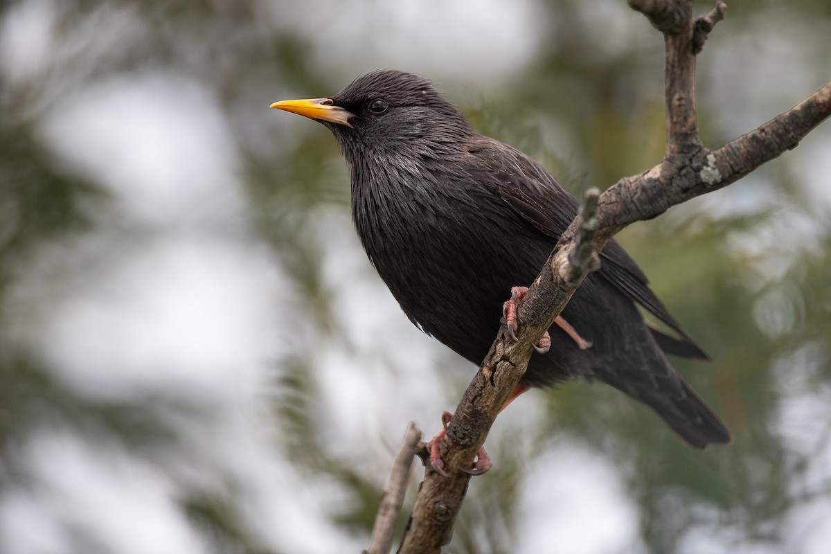 Étourneau unicolore - ML645592338