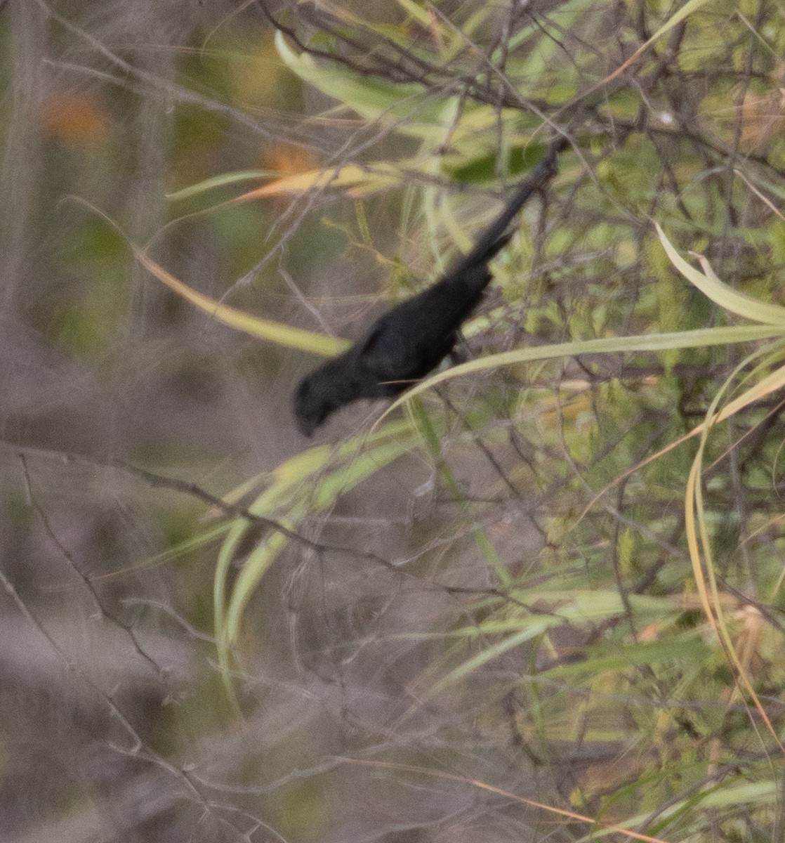 Smooth-billed Ani - ML645592340