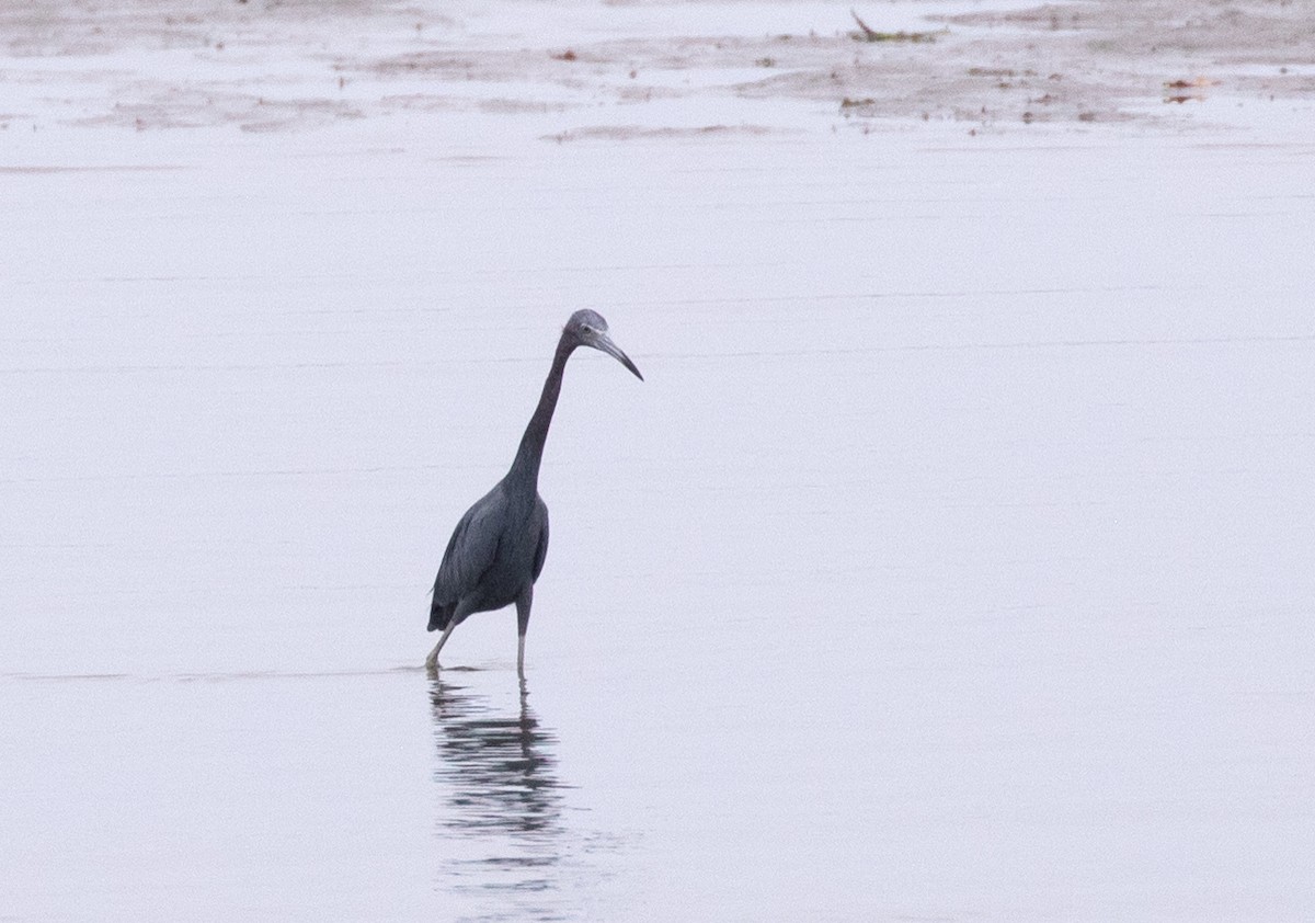 Little Blue Heron - ML645592356
