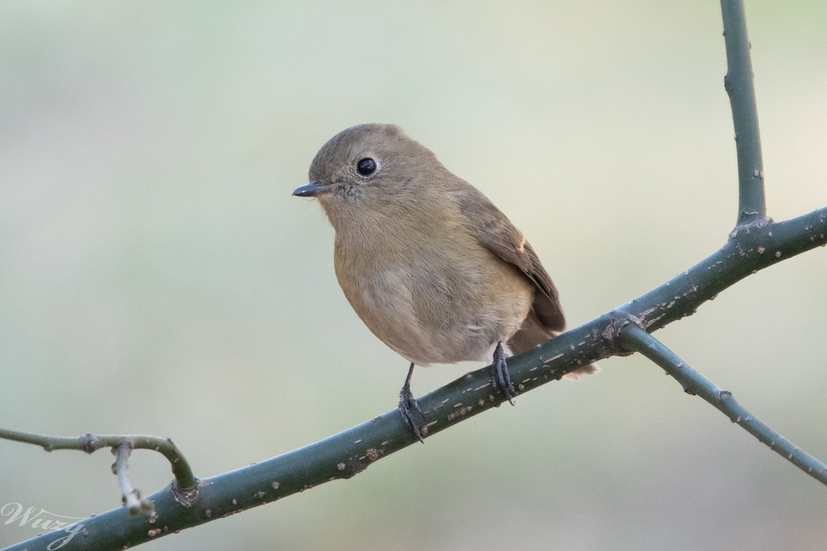 鏽胸藍姬鶲 - ML645592360