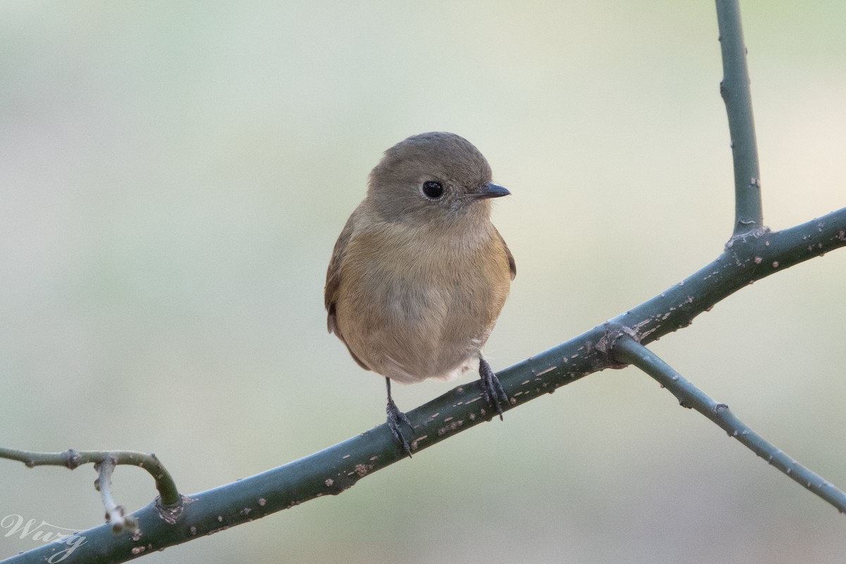 鏽胸藍姬鶲 - ML645592361