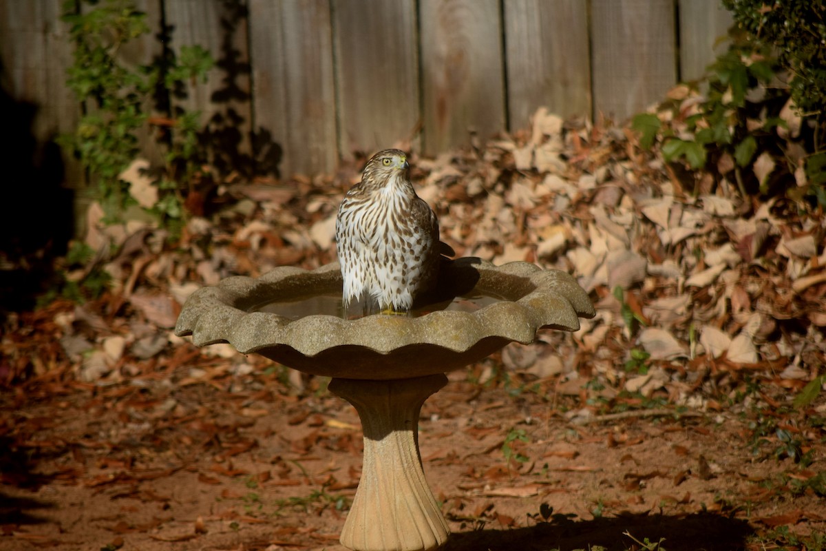 Cooper's Hawk - ML645592372