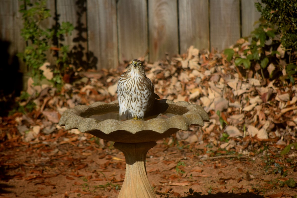 Cooper's Hawk - ML645592379