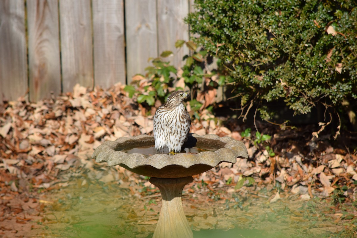Cooper's Hawk - ML645592380
