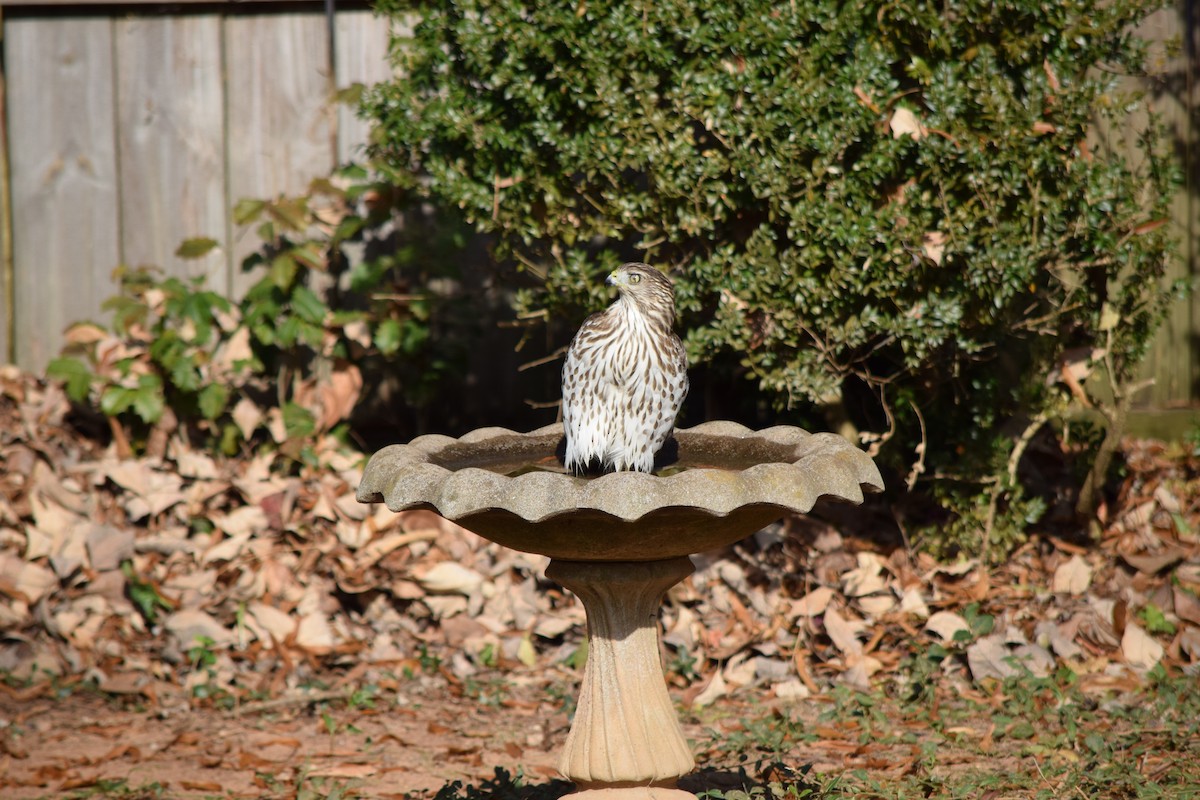 Cooper's Hawk - ML645592386