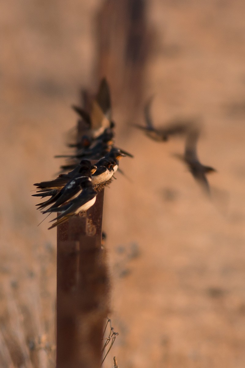 Barn Swallow - ML645592387