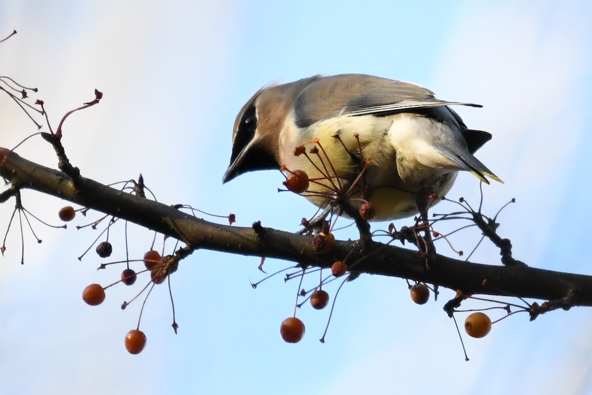 Cedar Waxwing - ML645592389