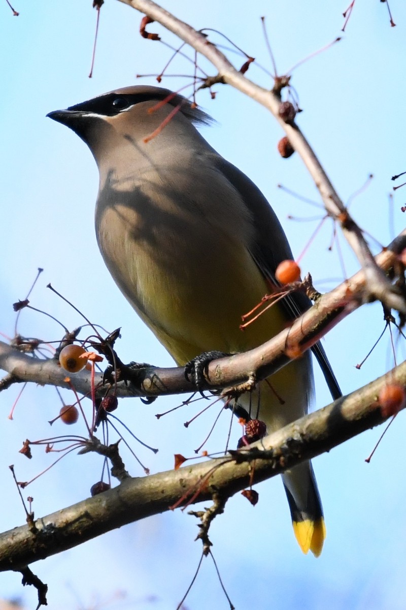 Cedar Waxwing - ML645592390