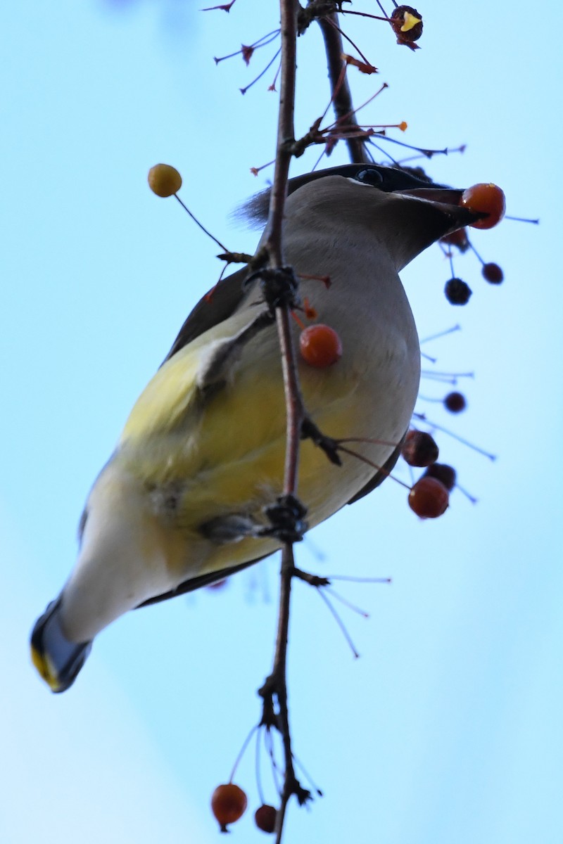 Cedar Waxwing - ML645592391