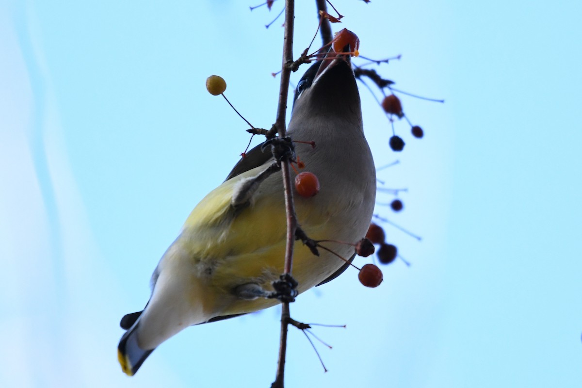 Cedar Waxwing - ML645592392