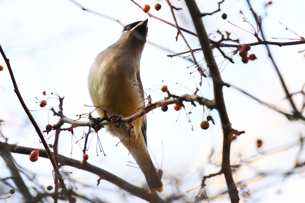 Cedar Waxwing - ML645592393