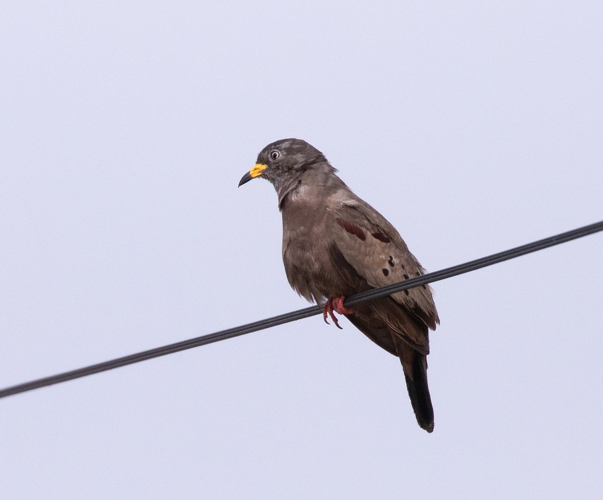 Croaking Ground Dove - ML645592402