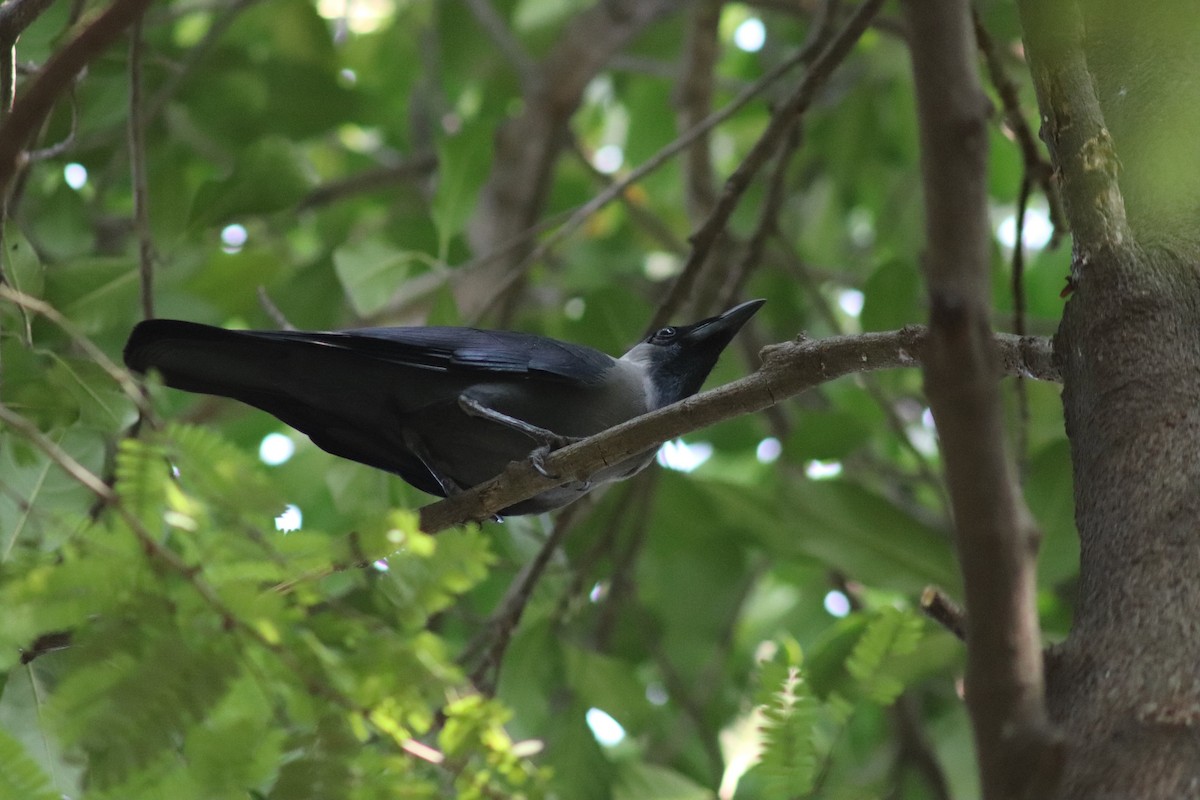 Ворона індійська - ML645592403