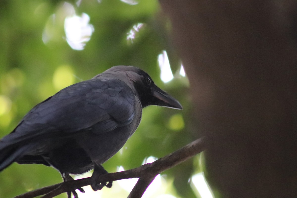 Ворона індійська - ML645592404